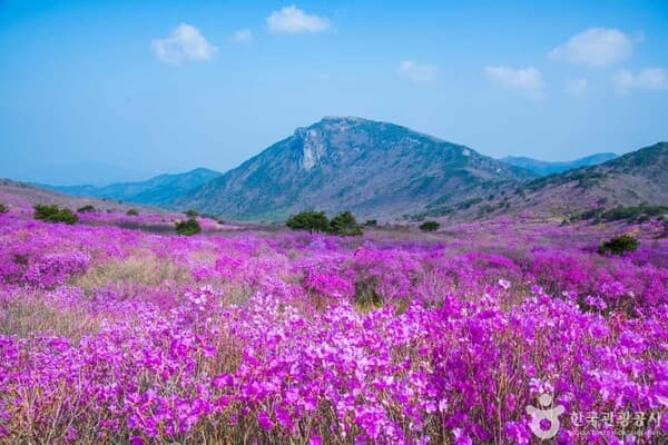 비슬산, 참꽃 군락과 가족 캠핑 명소…산불 조심하며 자연을 지키자 < 여행정보 < 연재 < 기획·연재 < 기사본문 - 여행신문